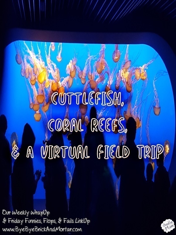 cuttlefish-coral-reefs-field-trip