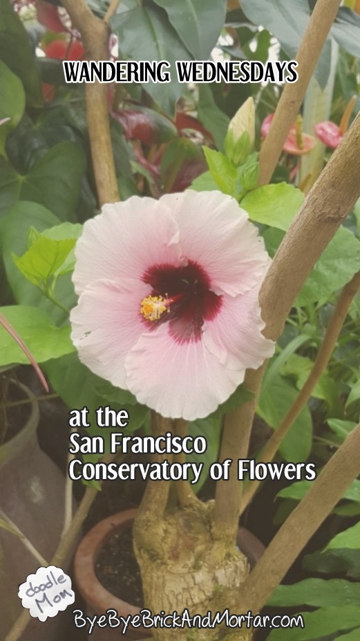 Wandering Wednesdays at the San Francisco Conservatory of Flowers